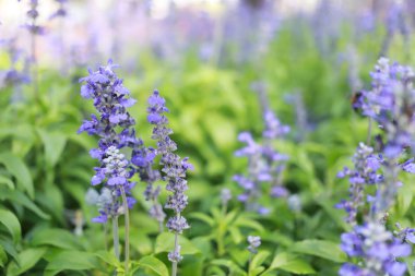 Lavanta çiçek çiçek.