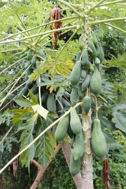 Çiftçiler bahçeleri ağacında papaya.