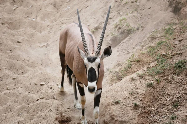 Oryxes é um gênero de mamíferos ruminantes. — Fotografia de Stock