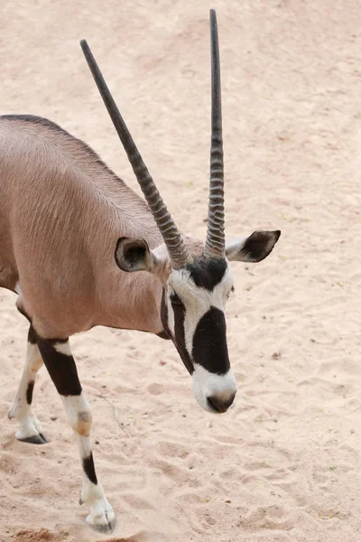 Oryxes é um gênero de mamíferos ruminantes. — Fotografia de Stock