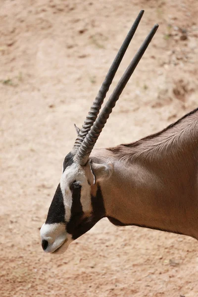 Oryxes is a genus of mammals and ruminants.