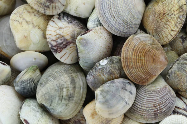 Animais do mar de Ridged Vênus Clam. — Fotografia de Stock