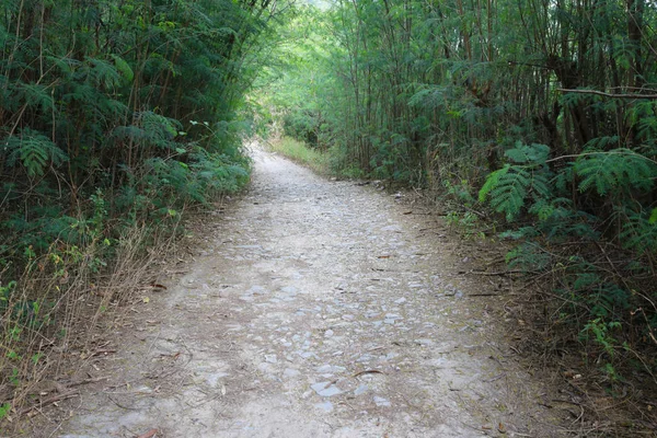 Alte Straße im Wald. — Stockfoto