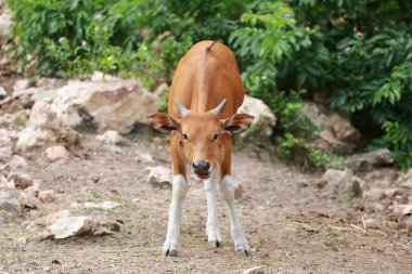 Kırmızı inek veya kırmızı boğa.