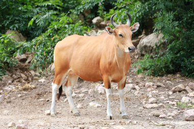 Kırmızı inek veya kırmızı boğa.