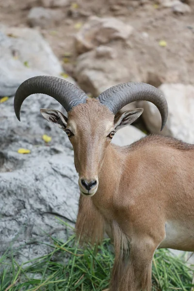 Cabeça de cabra marrom ou Capra Hirous . — Fotografia de Stock