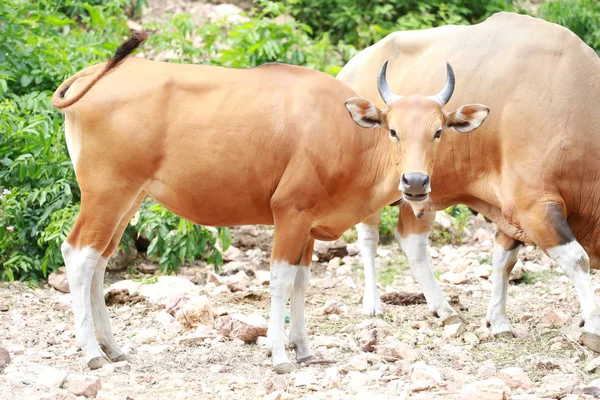 Red cow or red bulls. — Stock Photo, Image