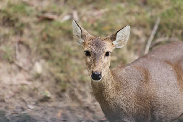 サンバーや自然の中の鹿. — ストック写真