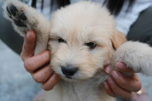 Brown puppy dog. — Stock Photo, Image