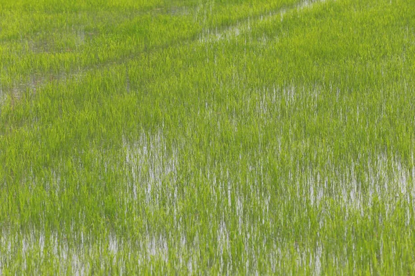 Les rizières dans les zones agricoles . — Photo