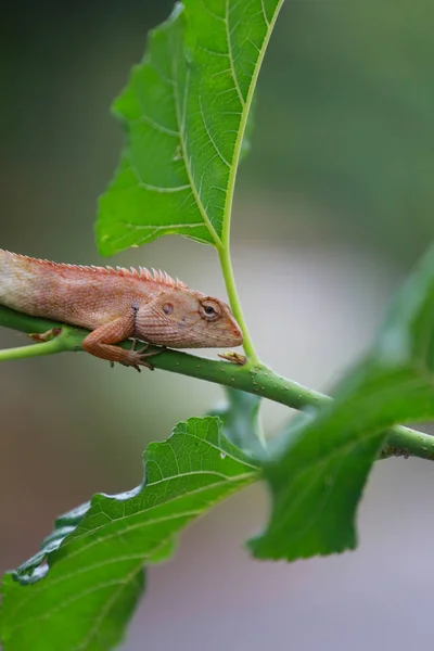 Brązowy jaszczurka leżącego na zieloną gałązkę. — Zdjęcie stockowe