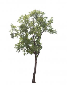 Yeşil tropikal ağaç.