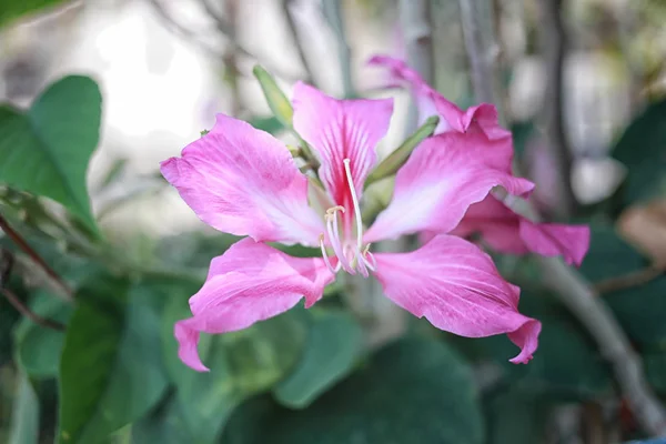 Rózsaszín Bauhinia purpurea virág. — Stock Fotó