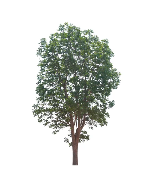 Grüner tropischer Baum. — Stockfoto