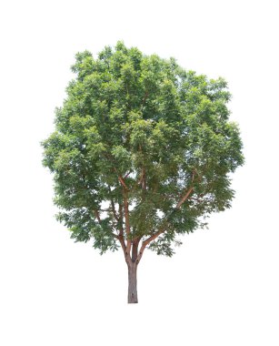 Yeşil tropikal ağaç.