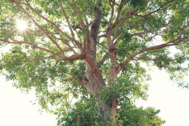 ağaç ve kiriş altında göster.