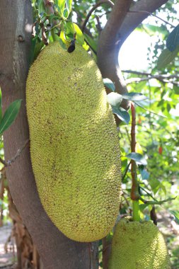 Ağaç üzerinde ham nefesi.