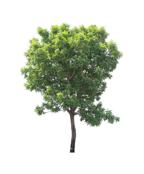 Zielone drzewo tropikalne. — Zdjęcie stockowe