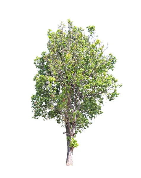 Grüner tropischer Baum. — Stockfoto