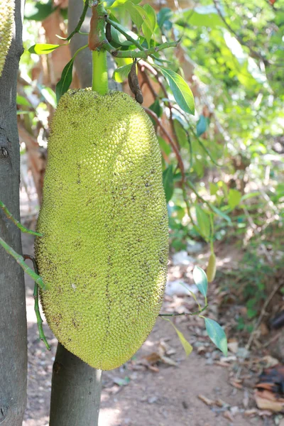 Raw jackfruit na stromě. — Stock fotografie