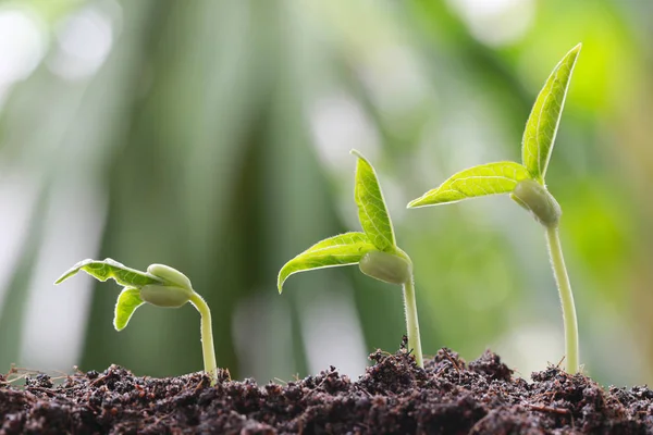 Зеленая фасоль - на почве в саду и на природе — стоковое фото