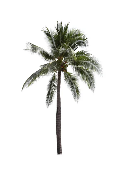 白地に隔離されたココナッツの木. — ストック写真