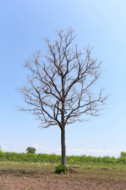 Tarım arazileri öldü ağaçlarında.