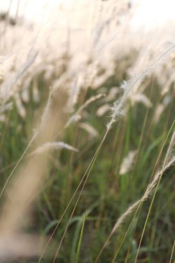 Çim ve vintage renk stil akşam güneş ışığı.