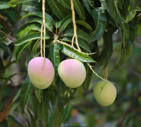 Färsk mango frukt på träd. — Stockfoto