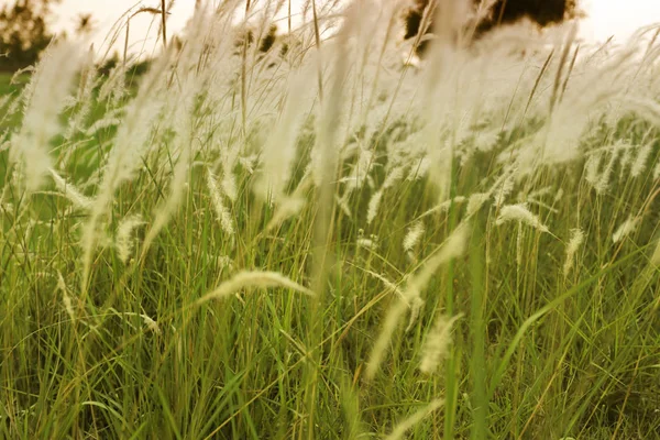 Grass and sunlight in the evening of vintage color style. — Stock Photo, Image