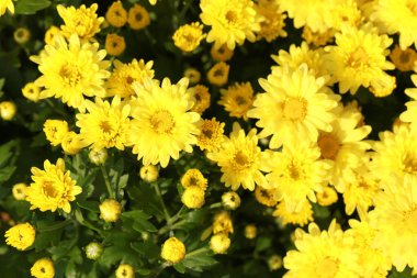 Taze sarı Kasımpatı çiçeği Bahçe.