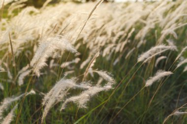 Çim ve vintage renk stil akşam güneş ışığı.