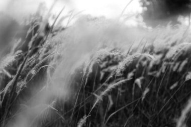 Çim ve vintage renk stil akşam güneş ışığı.