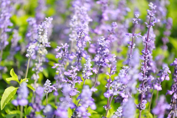 Lavender flowers blooming in the garden. — Stock Photo, Image