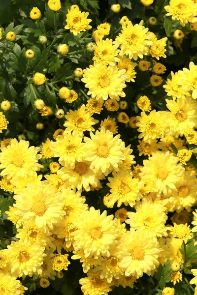 Flor de crisântemo amarelo fresco no jardim . — Fotografia de Stock