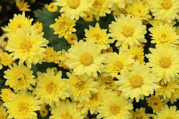 Flor de crisântemo amarelo fresco no jardim . — Fotografia de Stock