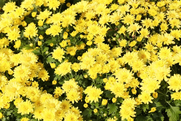 Świeży żółty kwiat chryzantemy w ogrodzie. — Zdjęcie stockowe
