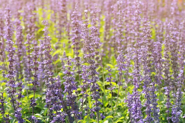 Fresh Lavender flower in the garden. — Stock Photo, Image