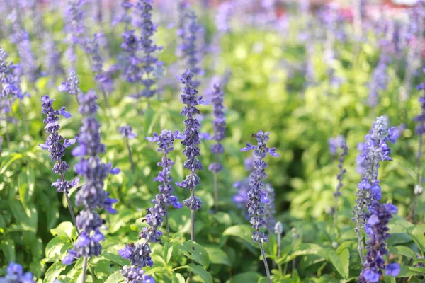 Flor de lavanda fresca no jardim . — Fotografia de Stock