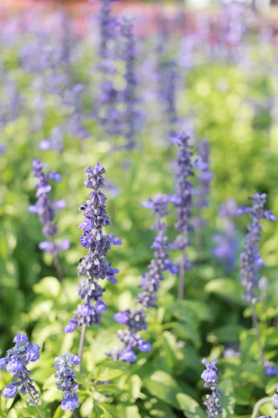 Flor de lavanda fresca no jardim . — Fotografia de Stock