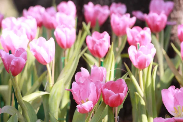 Des tulipes roses éclatantes fleurissent . — Photo