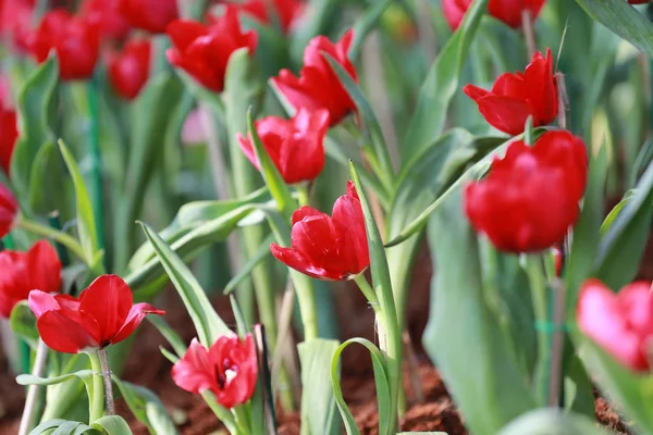 Luminosos tulipanes rojos floreciendo . — Foto de Stock