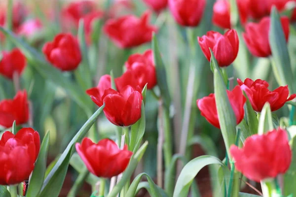 Яскраво-червоні тюльпани, що цвітуть . — стокове фото