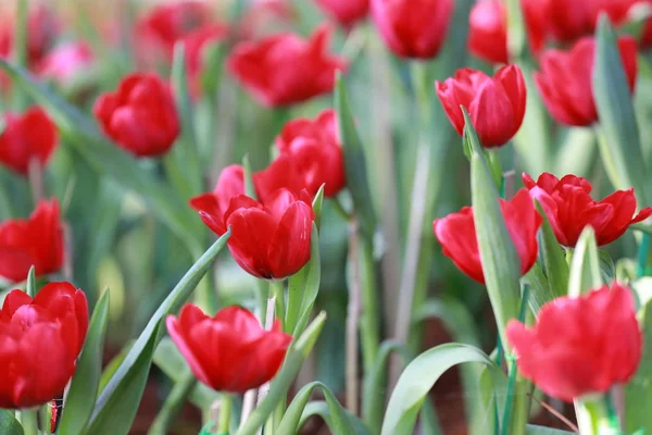 Bright red tulips blossoming. — Stock Photo, Image