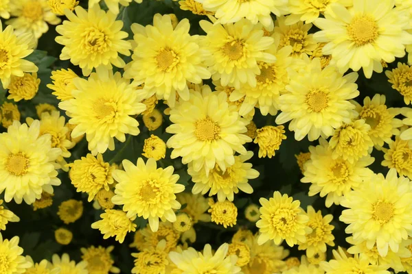 Flor de crisantemo amarillo fresco en el jardín . — Foto de Stock