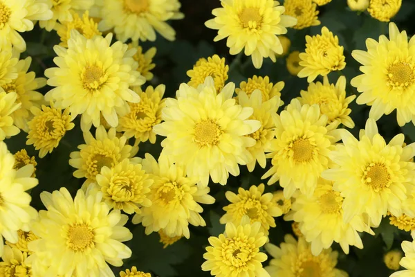 黄色菊花鲜花在花园里. — 图库照片