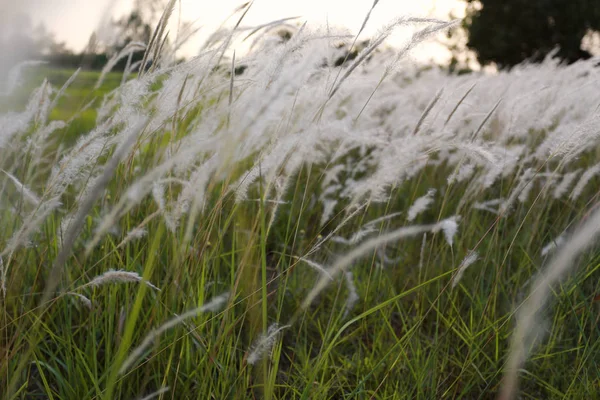 Трава и солнечный свет вечером винтажного цвета . — стоковое фото