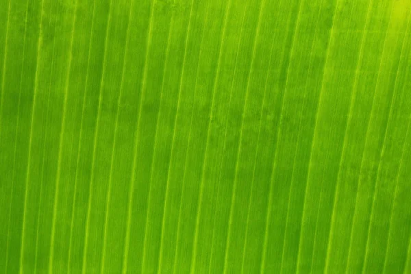 Povrch listů zelených banánů. — Stock fotografie