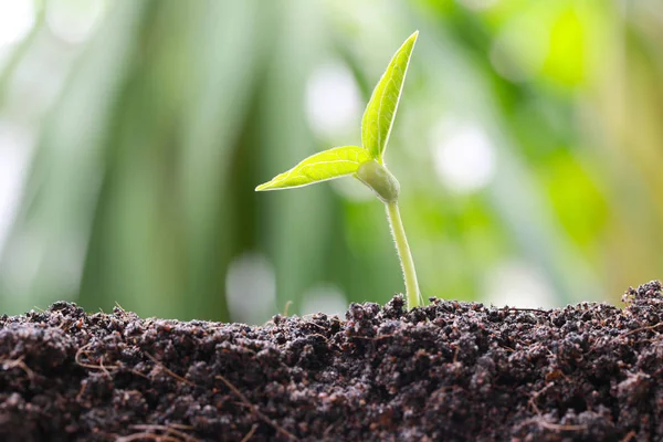 Grüne Bohnenkohl sprießt auf Erde im Gemüsegarten und hat — Stockfoto