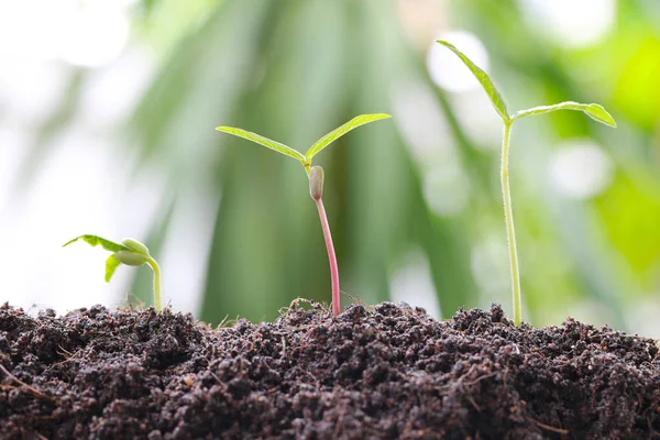 Grüne Bohnenkohl sprießt auf Erde im Gemüsegarten und hat — Stockfoto